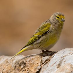 The Syrian Serin, once a familiar songbird in Lebanon, is now on the brink. Field studies show its population has declined alarmingly — with fewer than 5,000 individuals left worldwide.